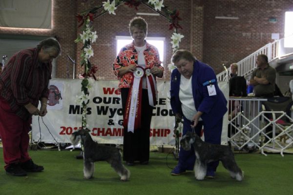 11th Sept Ch Show 2013. Judge; Wyoma Clouss (USA) – Schnauzer Club of ...